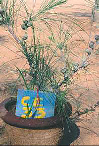 control polinated fruits maturing in a potted casuarina equisetifolia plant