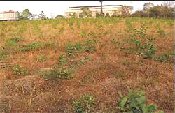 Two months old progeny trial of A.auriculiformis at panaampally (kerala)