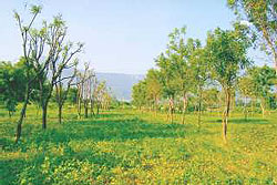 Enhanced intercropping opportunity through canopy management under five years old neem based agroforestry system