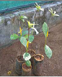wedge grafted plants of Terminalia bellerica