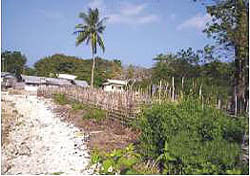 Casuarina Plantations along the coast at Casuarina Bay (North Andaman)