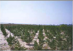 Plantation near the residential area on the coast at Long Island (Middle Andaman)