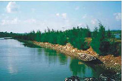 Embankment Plantation at Sippighat (South Andaman)
